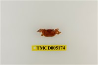 藏品(字紋弓蟹)的圖片